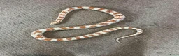 Corn Snake reptiles for sale: male corn snake and setup  - Advert 5