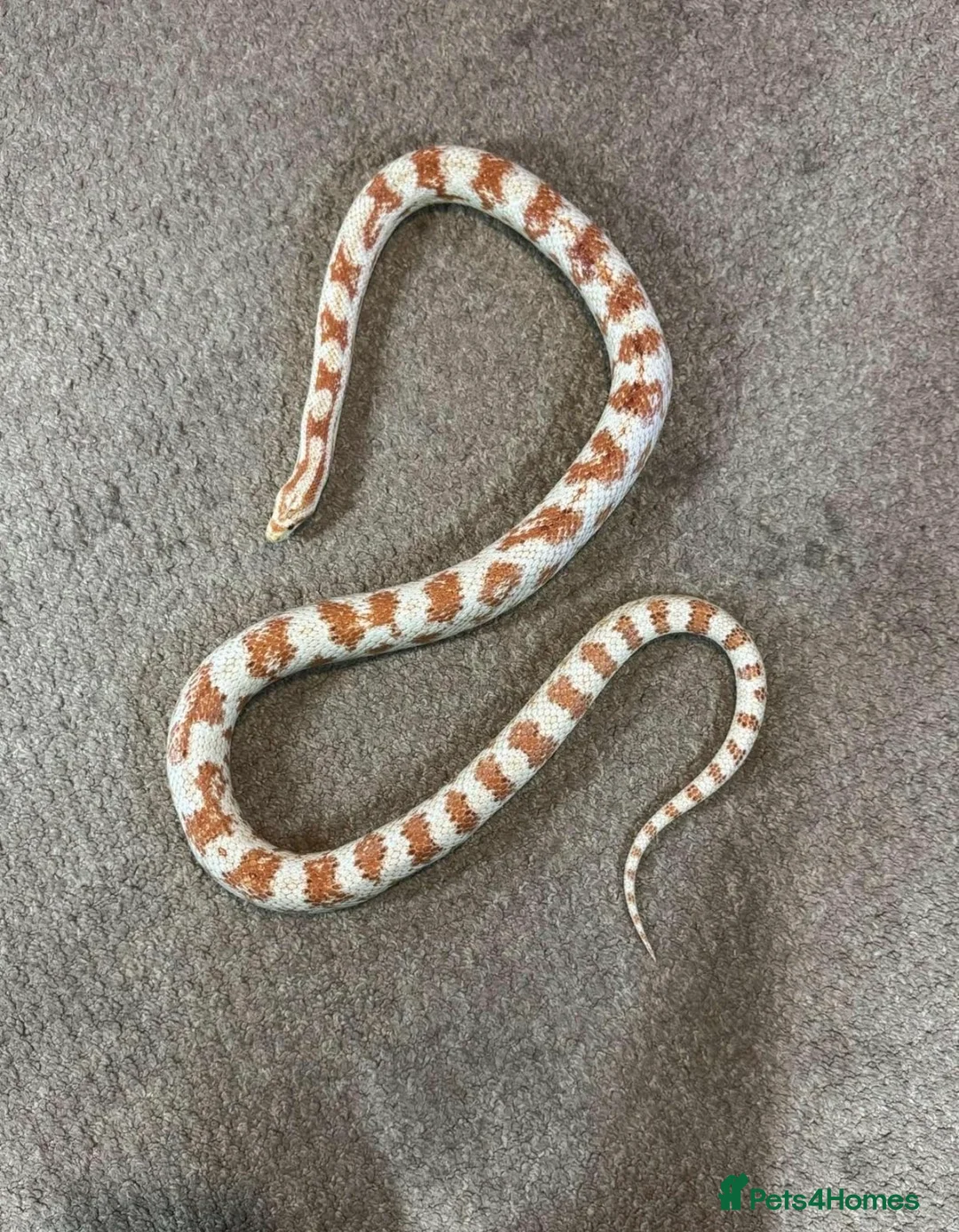 Corn Snake reptiles for sale: male corn snake and setup  - Advert 5