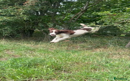 Sprocker dogs for stud: Working Liver and White Sprocker - Image 4
