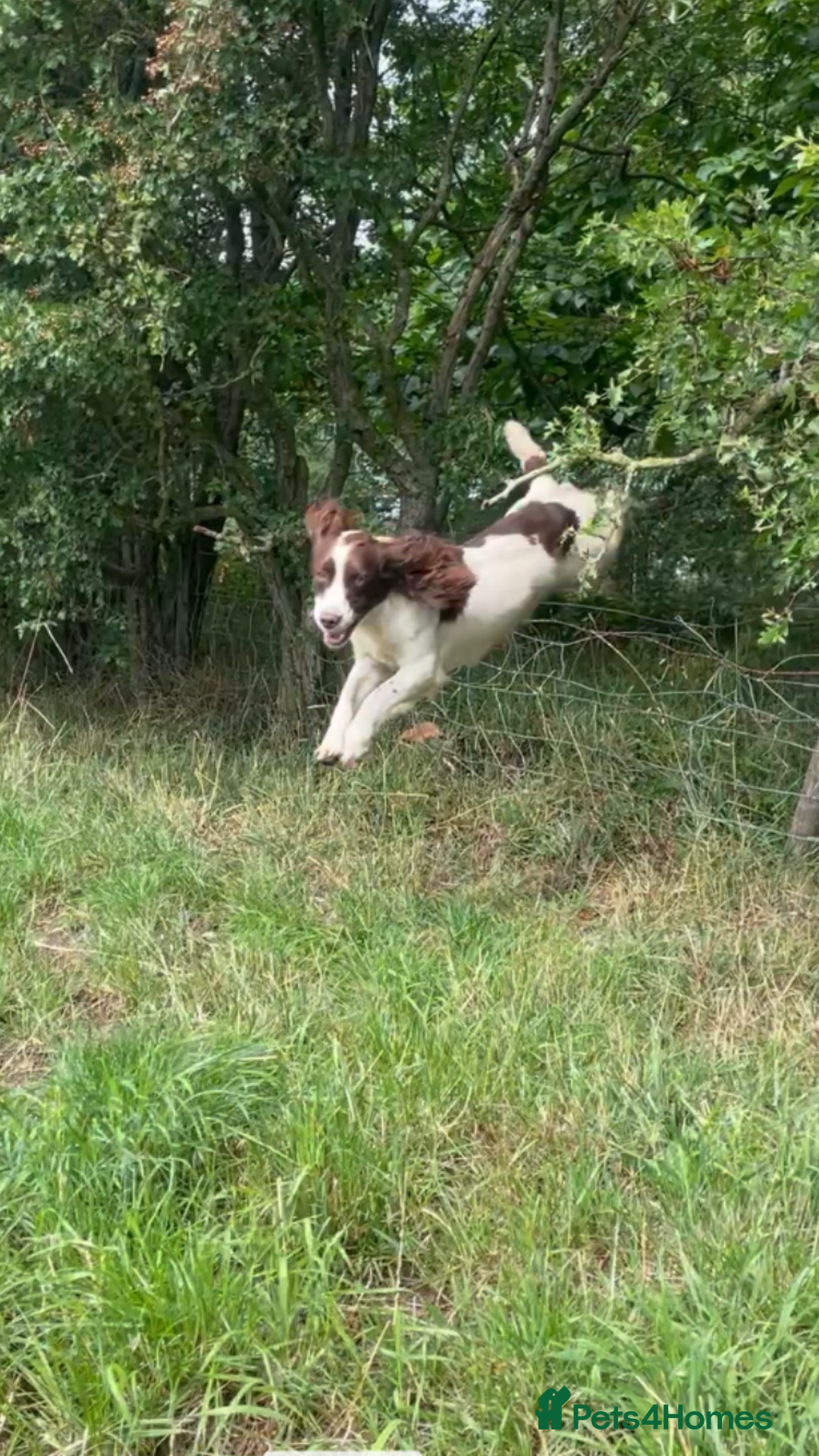 Sprocker dogs for stud: Working Liver and White Sprocker - Image 4
