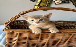 Abyssinian cats for sale: Pure pedigree Tica registered Abyssinian kittens  - Image 14