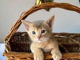 Abyssinian cats Pure pedigree Tica registered Abyssinian kittens - Advert 2