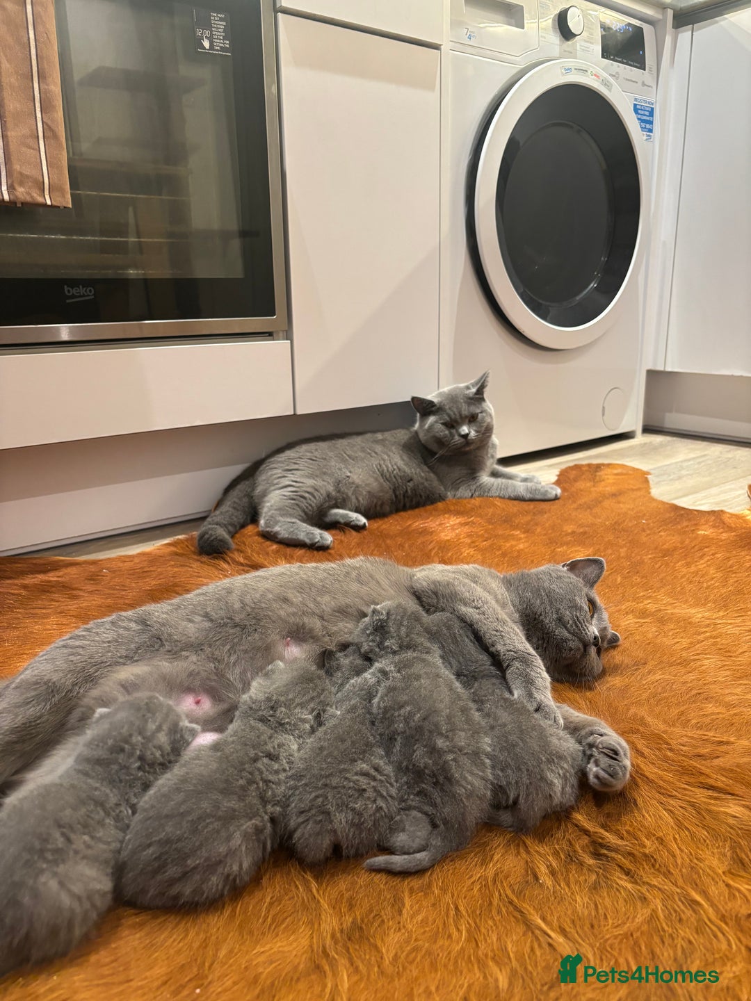 British Shorthair cats for sale: Beautiful Chunky British Shorthair Kittens Pure - Image 13