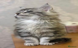 Maine Coon cats for sale: Stunning Maine coon kittens - Image 3