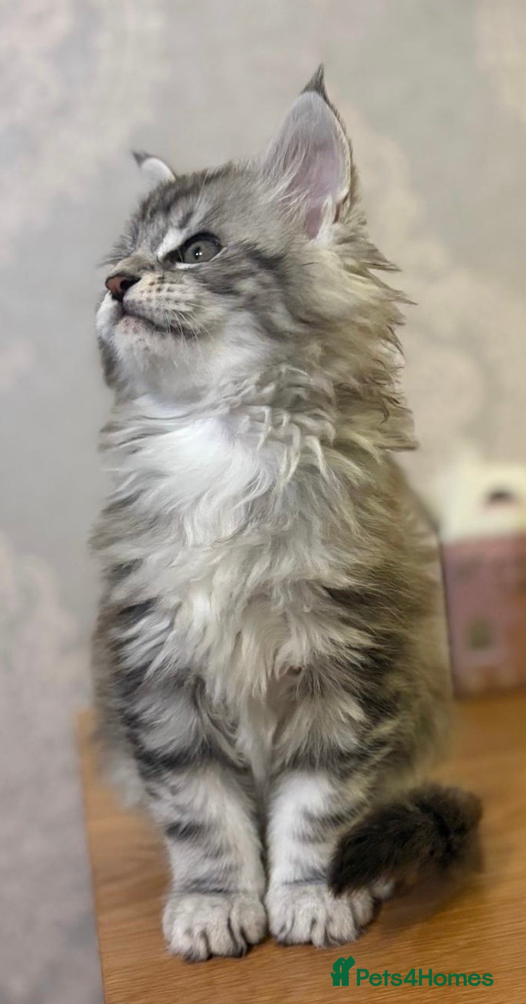 Maine Coon cats for sale: Stunning Maine coon kittens - Image 3