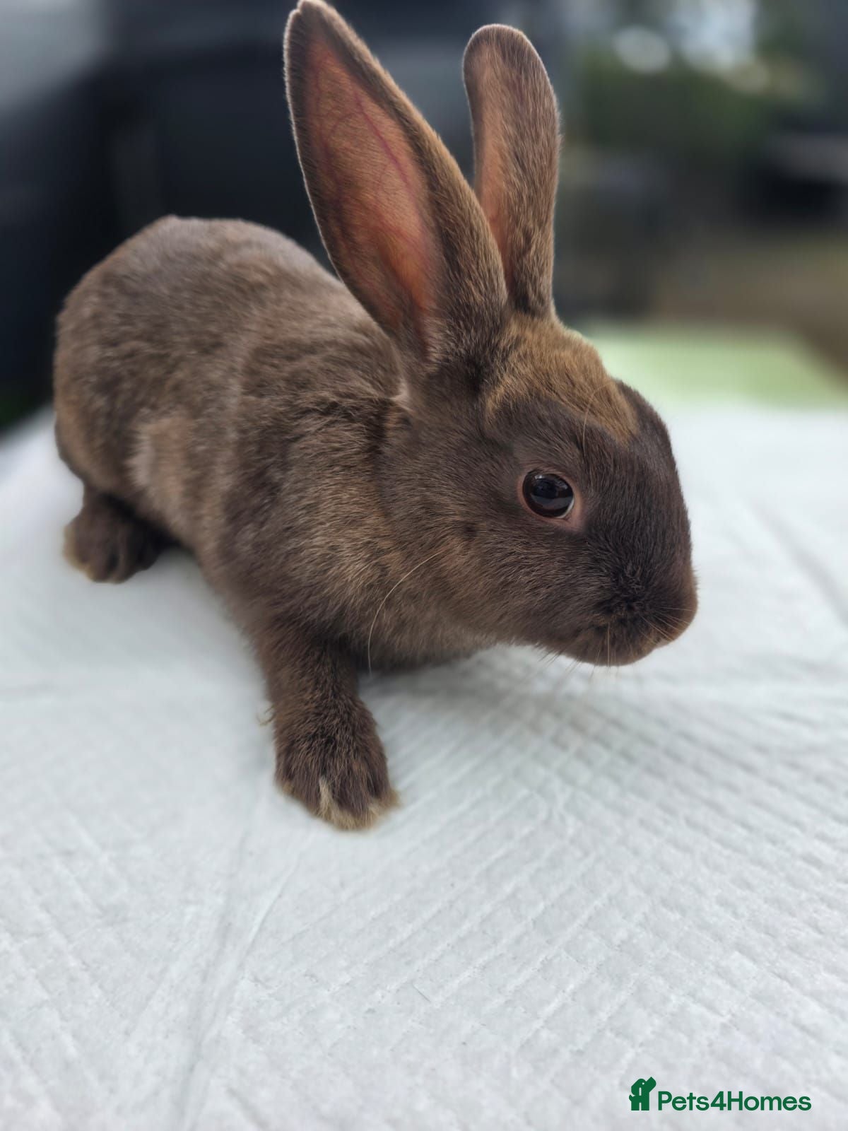 Mixed Breed rabbits Baby rabbits  - Advert 8