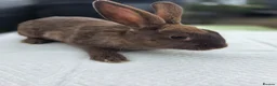Mixed Breed rabbits for sale: Baby rabbits  - Advert 1