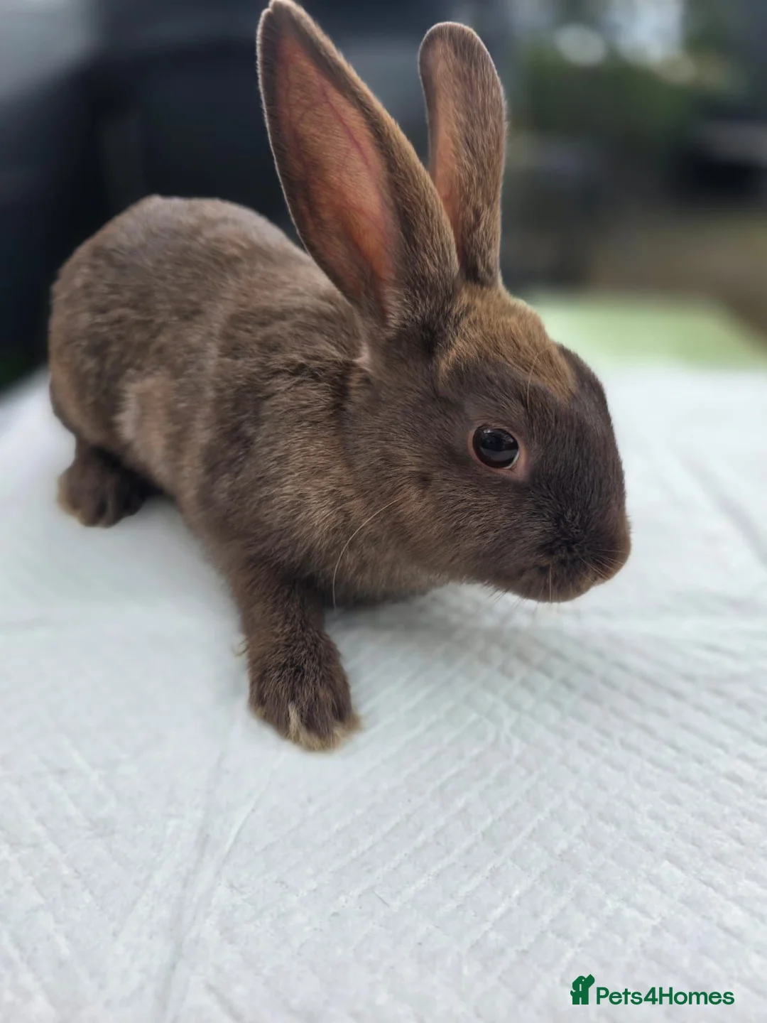 Mixed Breed rabbits for sale: Baby rabbits  - Advert 1