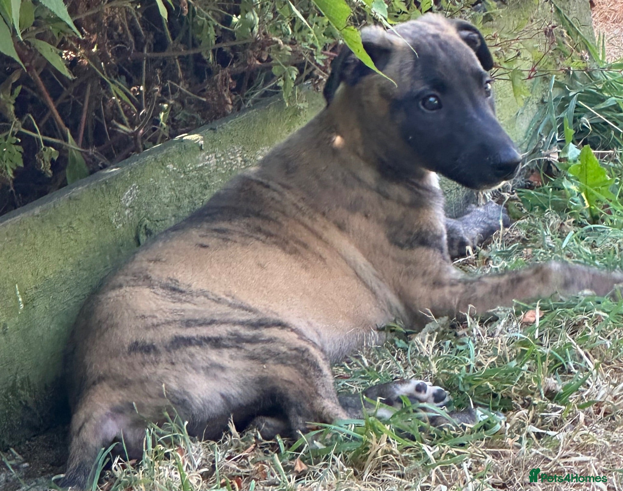 Whippet dogs KC registered whippet puppies ready now  - Advert 2