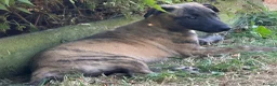Whippet dogs for sale: KC registered whippet puppies ready now  - Advert 2