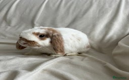Mini Lop rabbits for sale: 2 Mini Lop Bunnies for £100 - Image 11