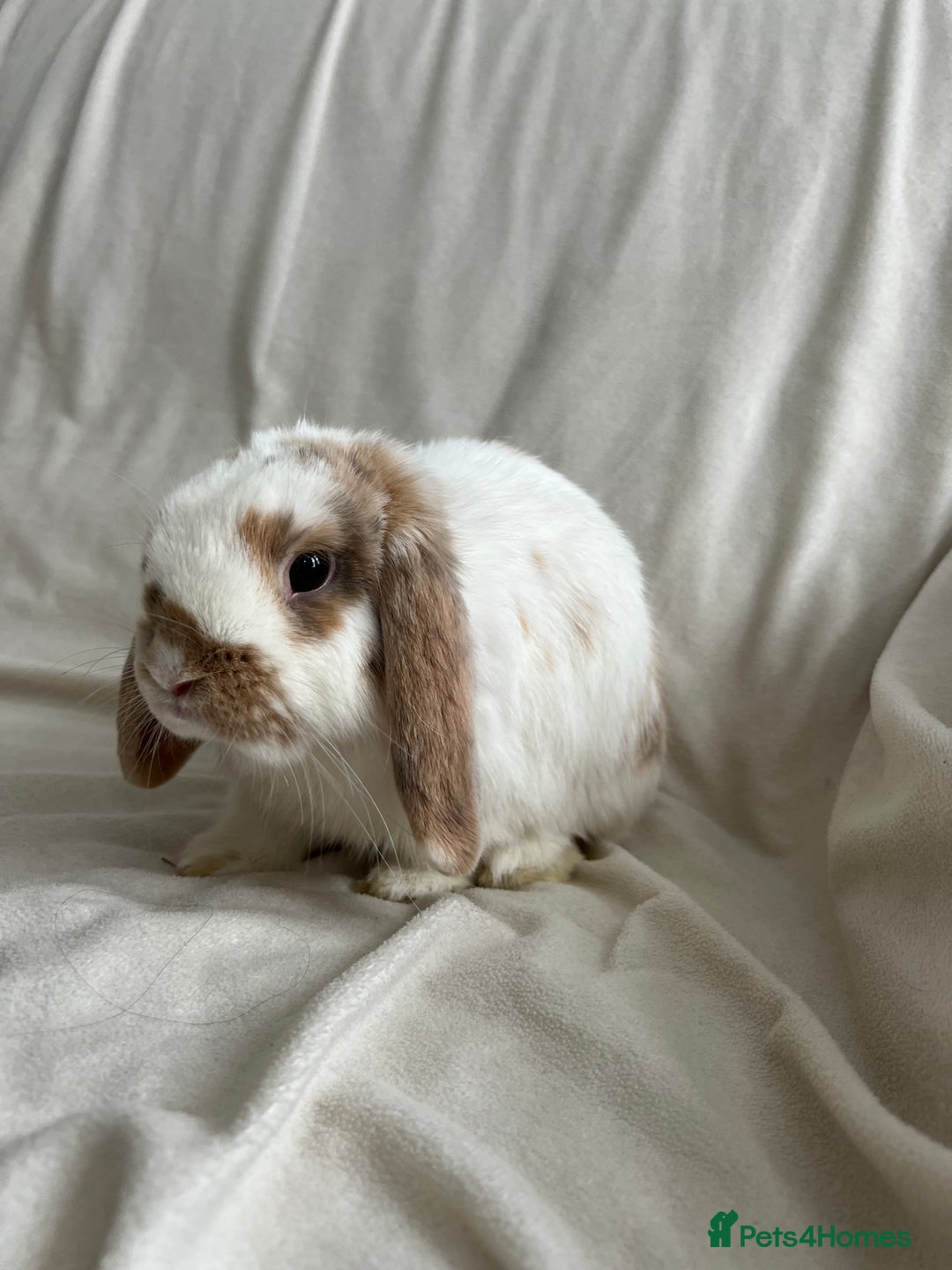 Mini Lop rabbits for sale: 2 Mini Lop Bunnies for £100 - Image 11
