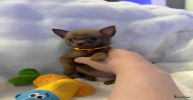 Pomchi dogs - Advert 6