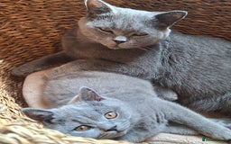 British Shorthair cats for sale: Pedigree British BSH girl for sale. Last one! - Image 8