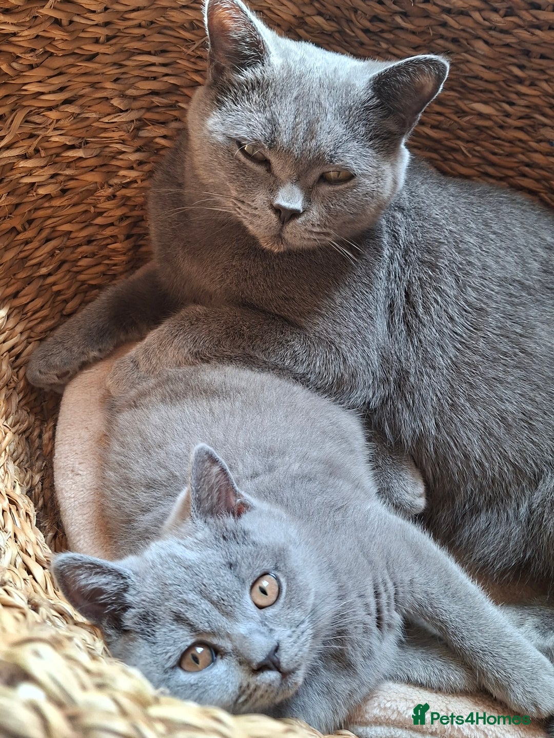 British Shorthair cats for sale: Pedigree British BSH girl for sale. Last one! - Image 8