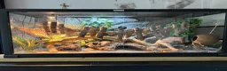 Leopard Gecko reptiles for sale: Leopard gecko with full set up included in photos  in York - Advert 6