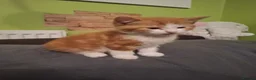 Mixed Breed cats for sale: Very nice kittens:3 boys and 3 girls - Advert 25