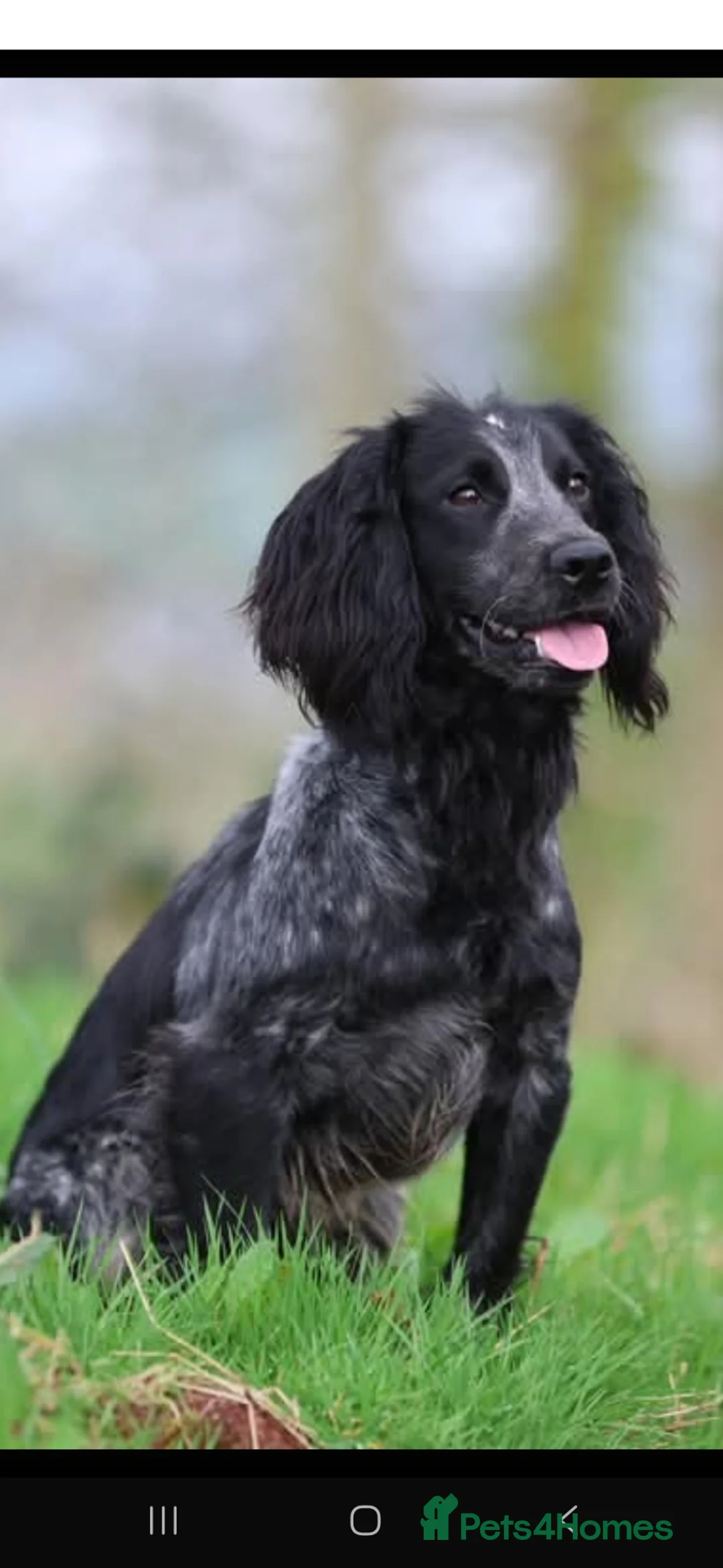 Cocker Spaniel dogs for sale: Kc registered working cockers  - Advert 2