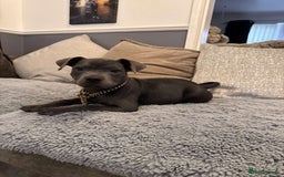 Staffordshire Bull Terrier dogs for sale: Stunning blue puppy  - Image 4