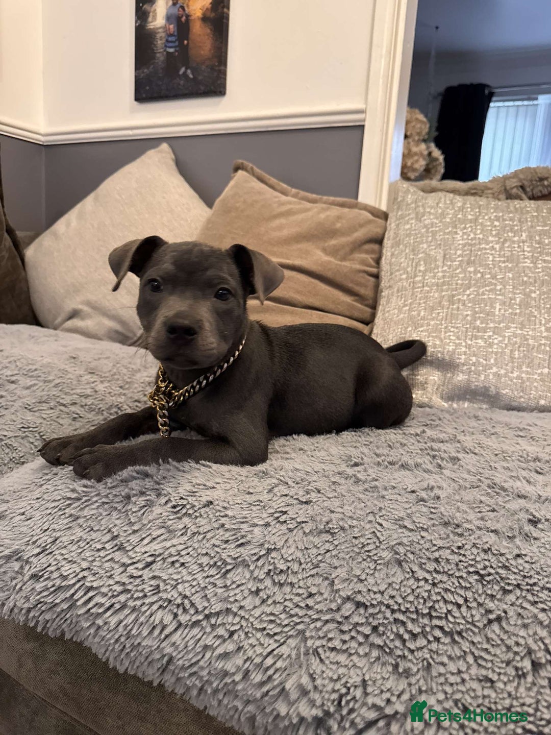 Staffordshire Bull Terrier dogs for sale: Stunning blue puppy  - Image 4