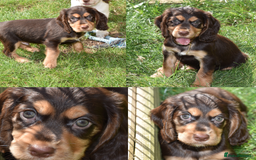 Cocker Spaniel dogs for sale: Kc Reg Working Cocker Spaniels. - Image 2