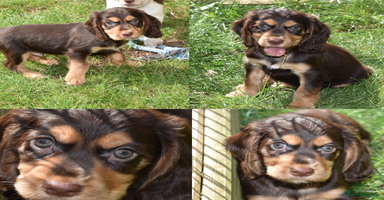 Cocker Spaniel dogs - Advert 15