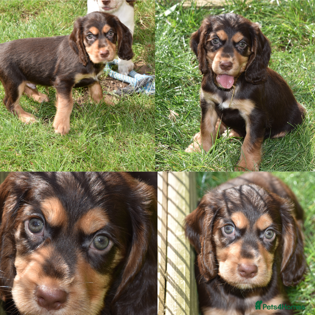 Cocker Spaniel dogs for sale: Kc Reg Working Cocker Spaniels. - Image 2