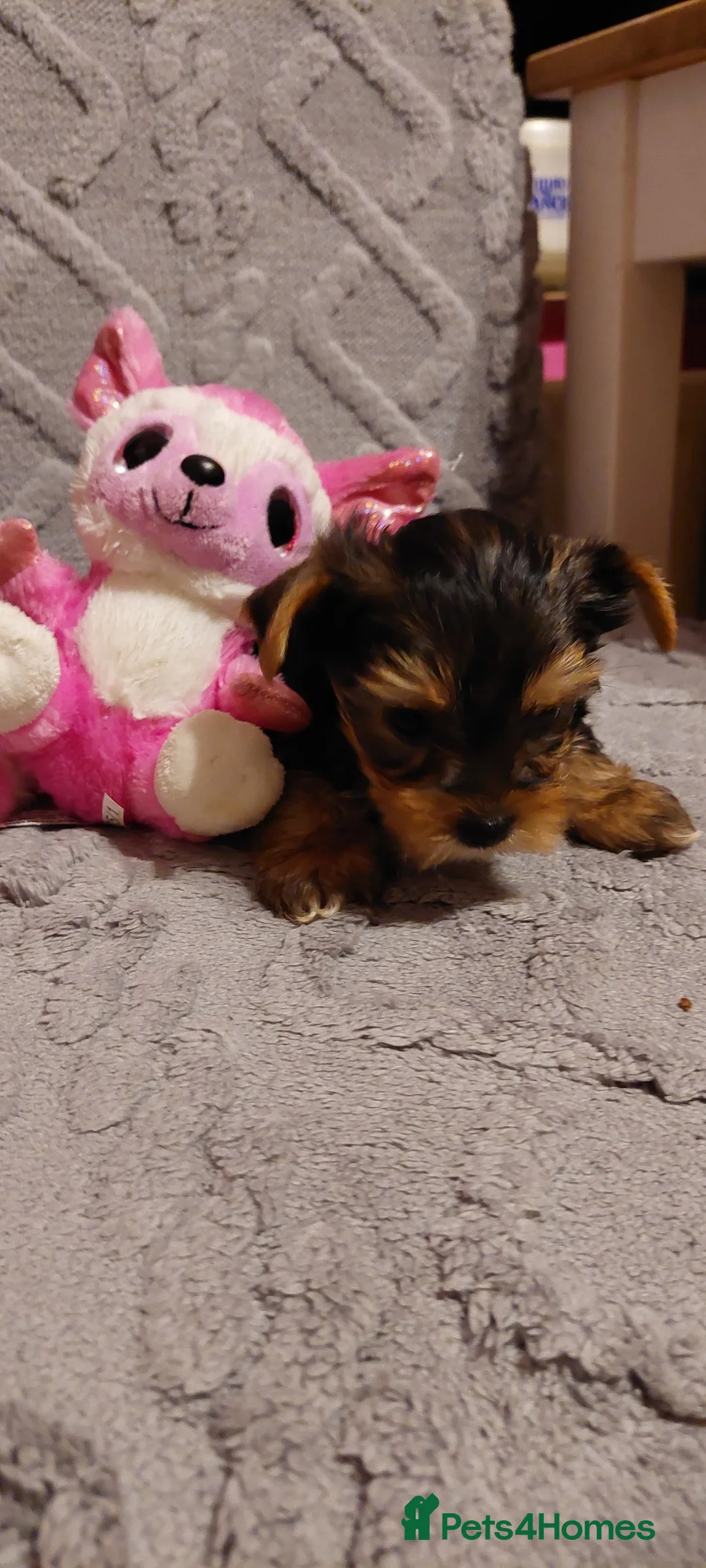 Yorkshire Terrier dogs for sale: beautiful black and tan Yorkshire terriers - Advert 2