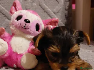 Yorkshire Terrier dogs beautiful black and tan Yorkshire terriers - Advert 8