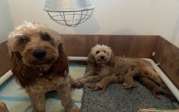 Mini Goldendoodle dogs for sale: Beautiful Mini Goldendoodle Puppies  - Image 1