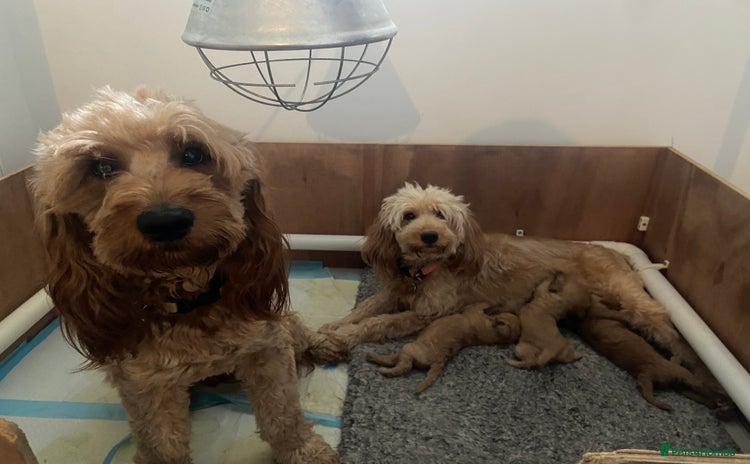 Mini Goldendoodle dogs - Advert 1