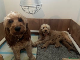 Mini Goldendoodle dogs Beautiful Mini Goldendoodle Puppies - Advert 7