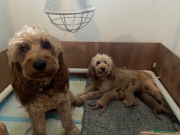 Mini Goldendoodle dogs - Advert 1