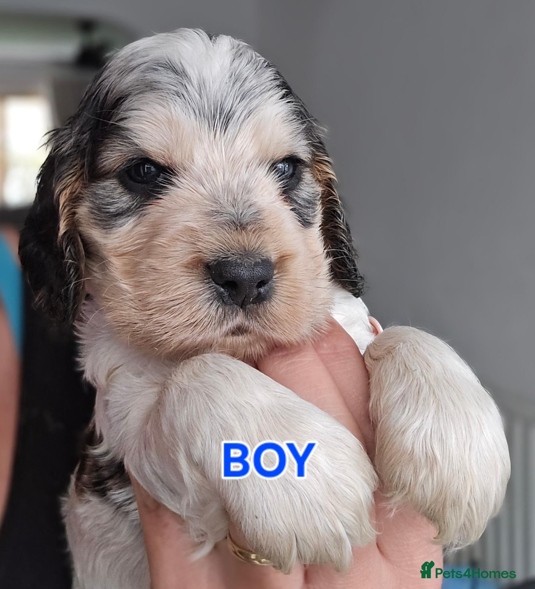 Cocker Spaniel dogs KC Reg Show Cocker Spaniel Pups Health Clear Boys - Advert 1
