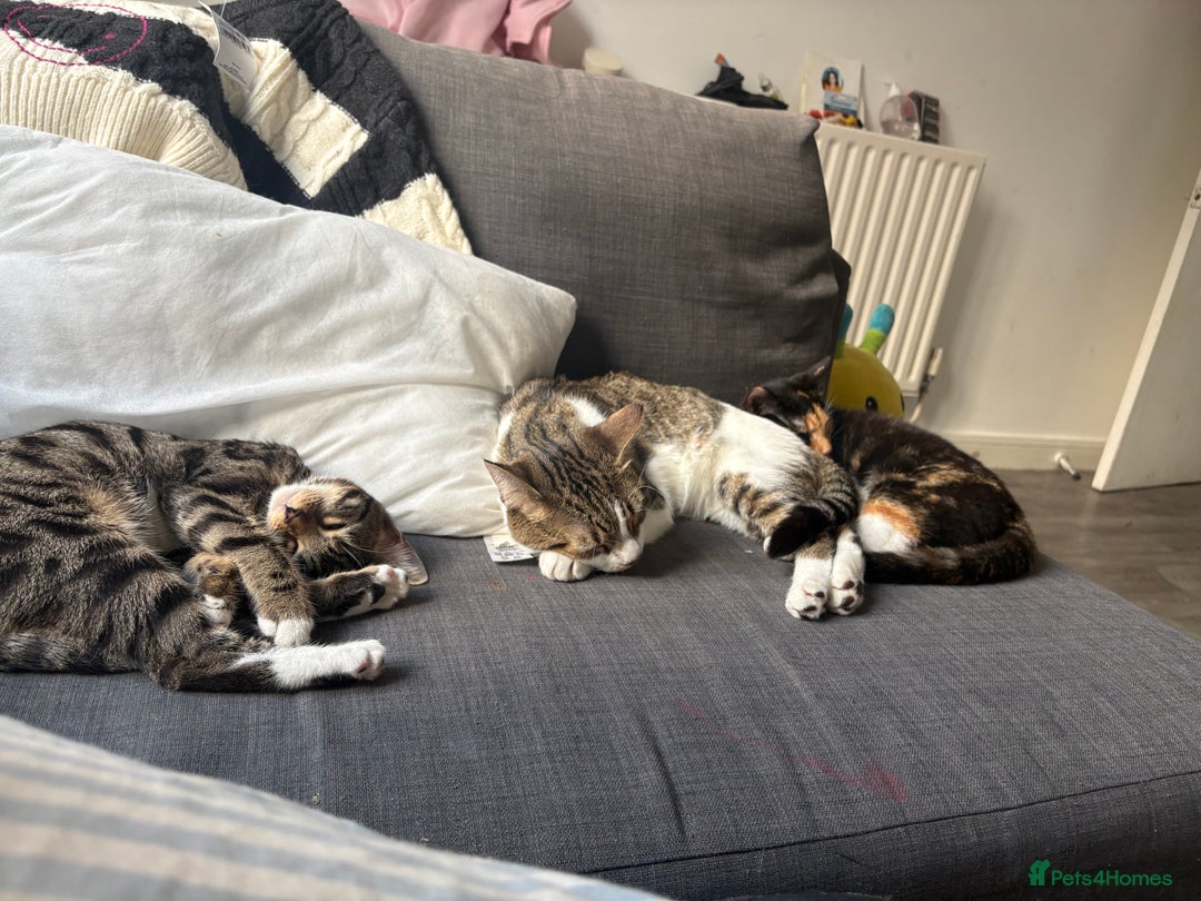 Bengal cats for sale: Winnie  - Advert 5