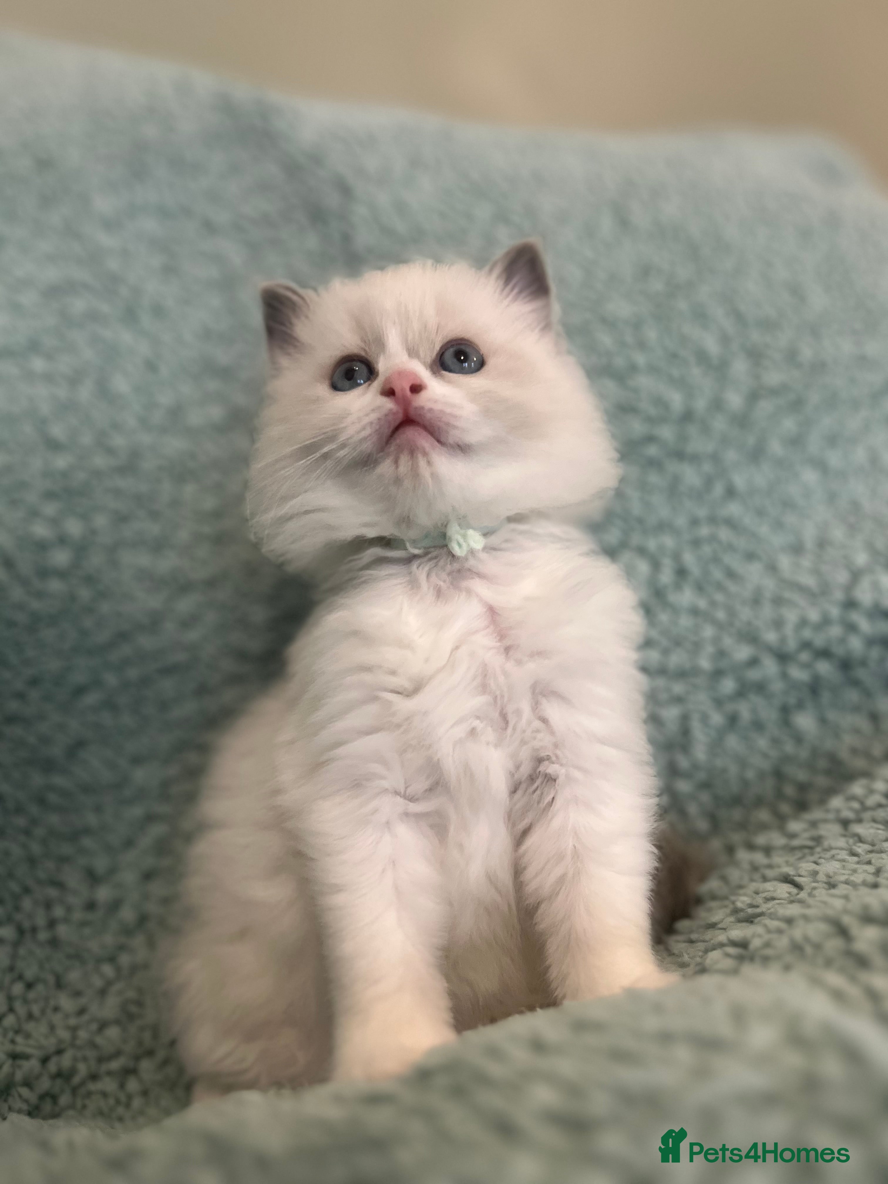 Ragdoll cats Stunning ragdolls looking for 5* homes.  - Advert 13