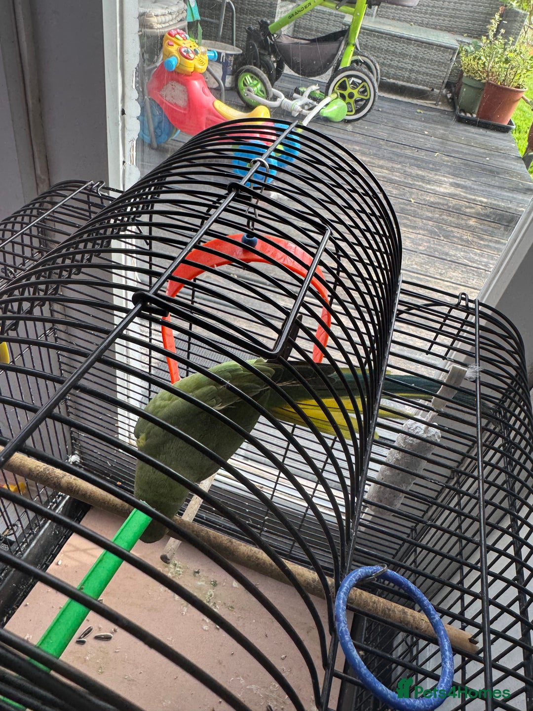 Parrots birds for sale: Beautiful very playful kids friendly  - Image 4