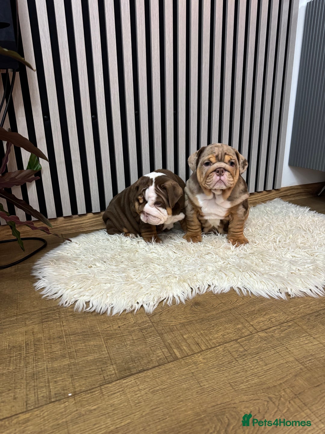 English Bulldog dogs for sale: Our girls looking for a warm sofa and full love ❤️ - Advert 10