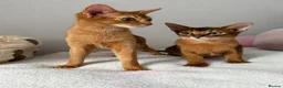 Abyssinian cats for sale: 2 Abyssinian Tica kittens girls  - Advert 6
