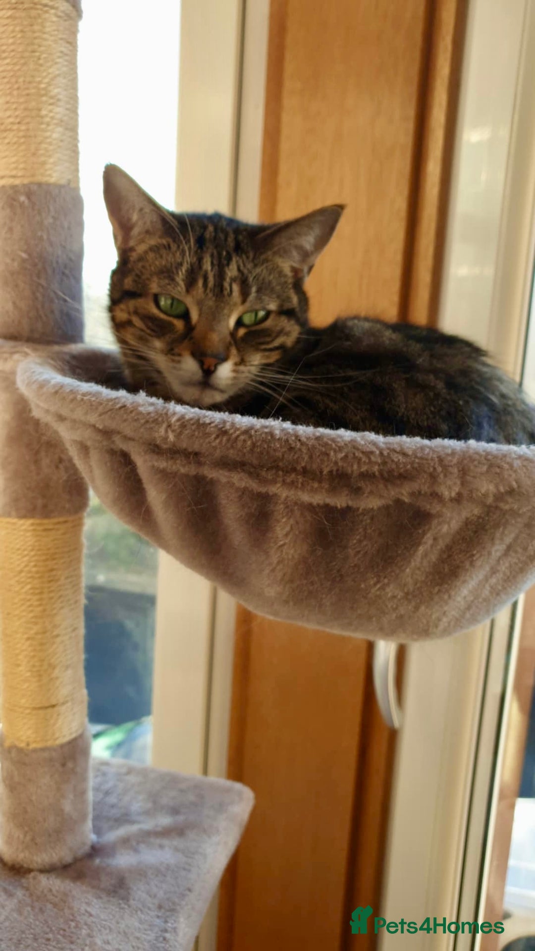 Arabian Mau cats for adoption: Loving Retirement Home in Scotland - Image 9