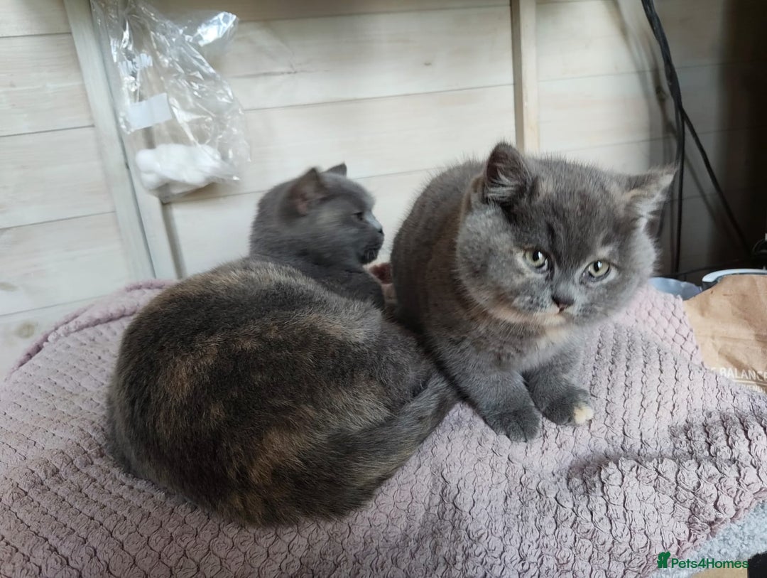 British Shorthair cats for sale: British Shorthair Kitten Tortie Girl - Advert 8