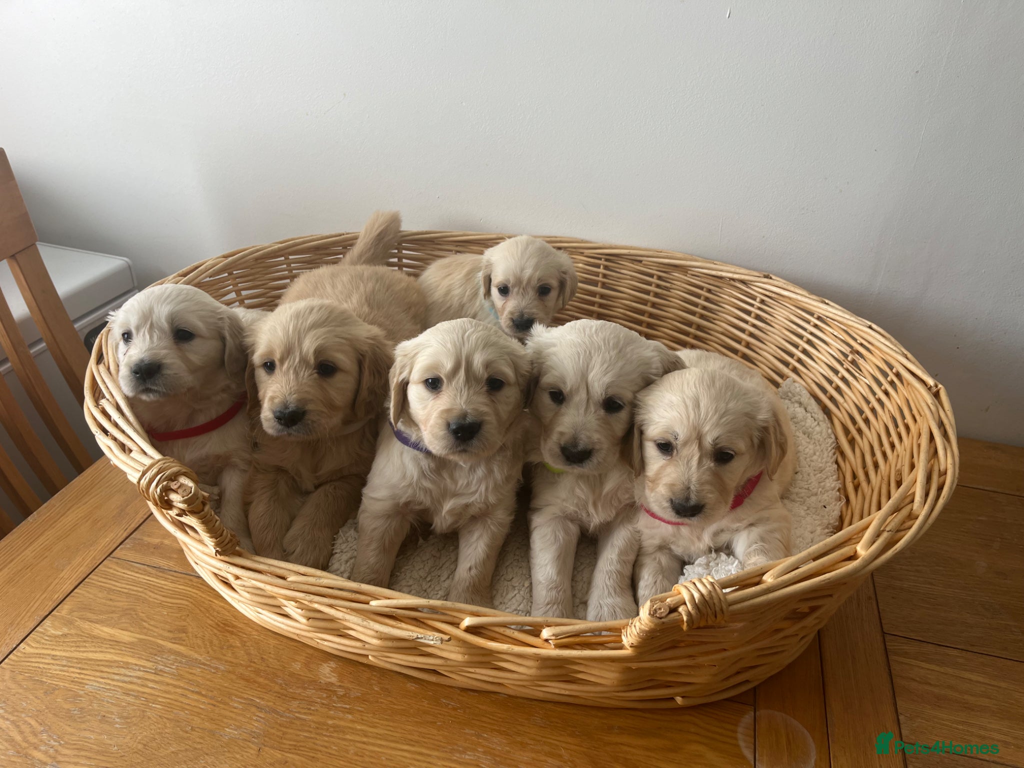 Golden Retriever dogs for sale: Beautiful GOLDEN RETRIEVER Puppies  - Advert 1