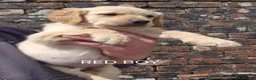 Golden Retriever dogs for sale: KC GOLDEN RETRIEVER PUPS HEALTH TESTED PARENTS  - Advert 20
