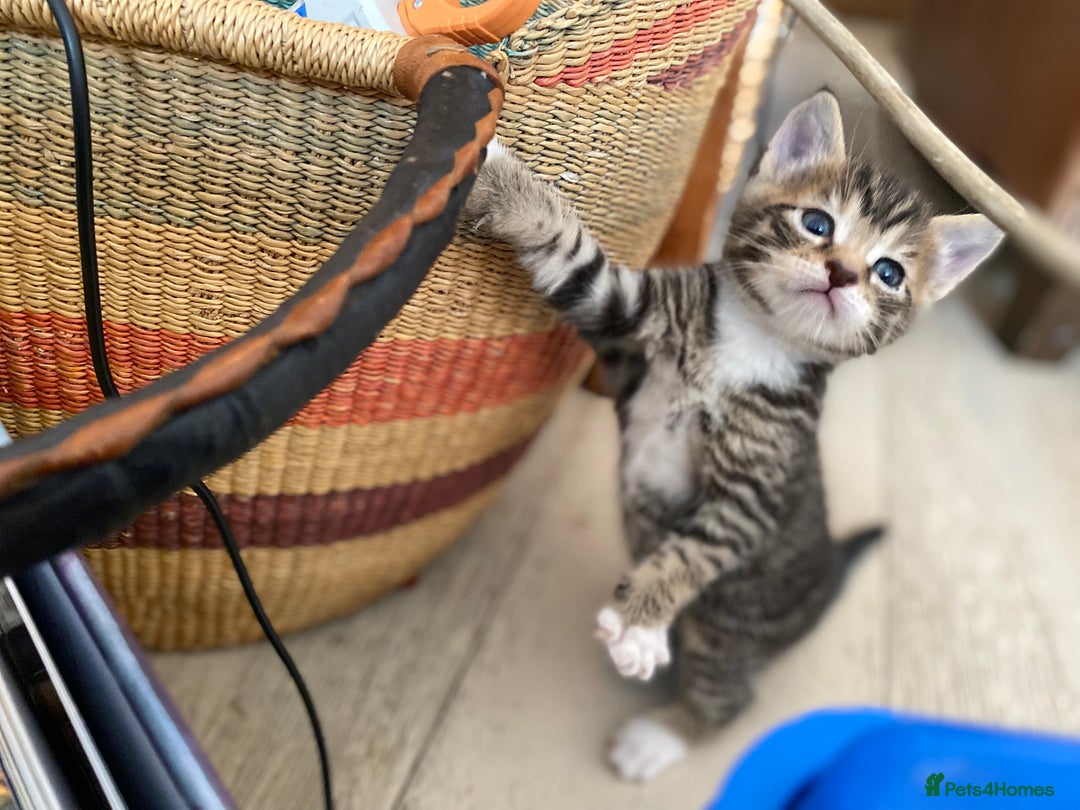 Mixed Breed cats for sale: Four beautiful little kittens - Image 7