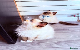 Ragdoll cats for sale: Six adorable Ragdoll kittens(1 boy and 1 girl left in Wokingham - Image 6