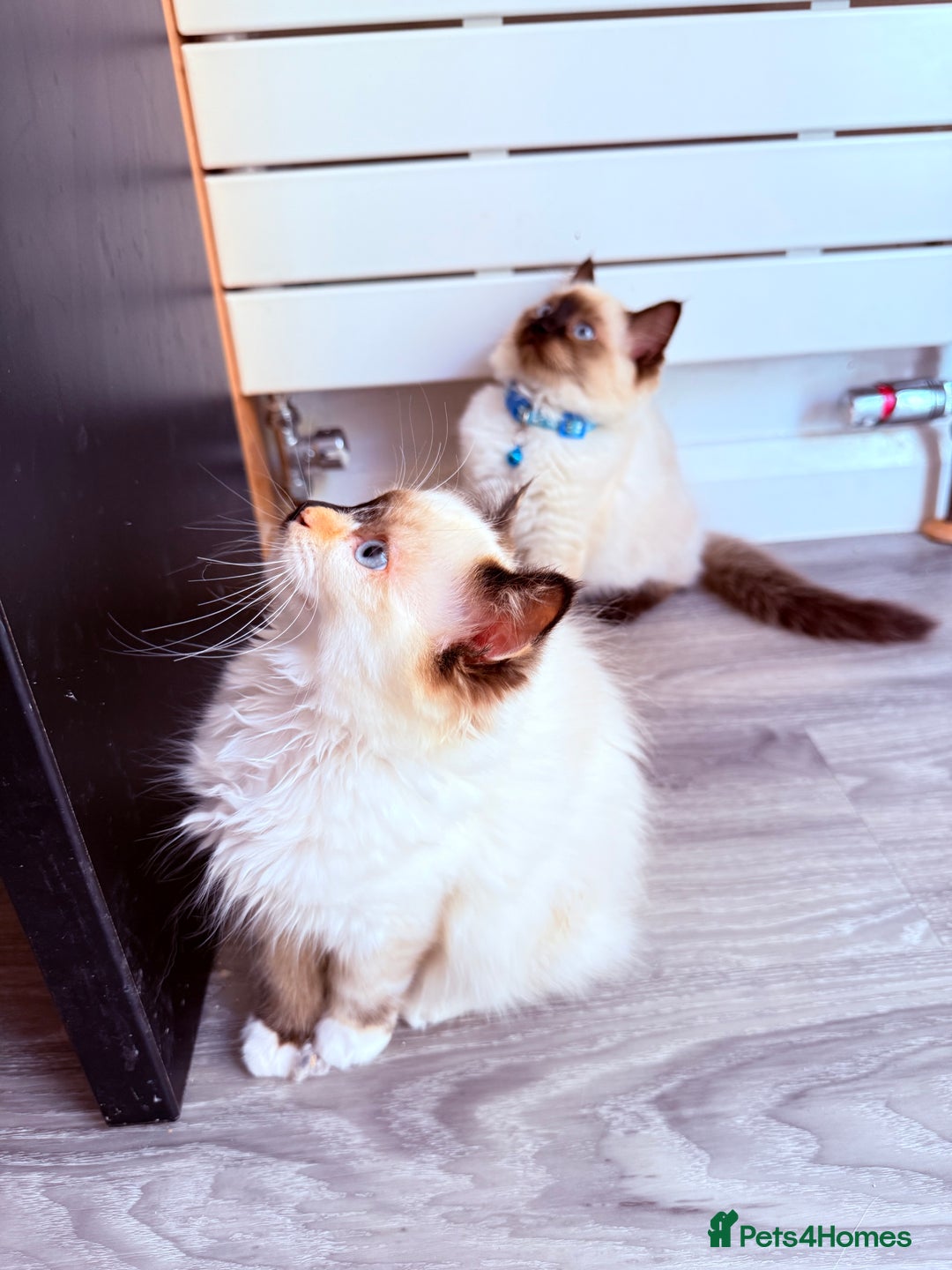 Ragdoll cats for sale: Six adorable Ragdoll kittens(1 boy and 1 girl left in Wokingham - Image 6