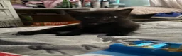 Mixed Breed cats for sale: Tabby and black kittens - Advert 3