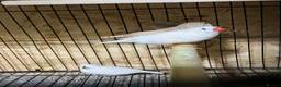 Mixed Breed birds for sale: Zebra finches  - Advert 8