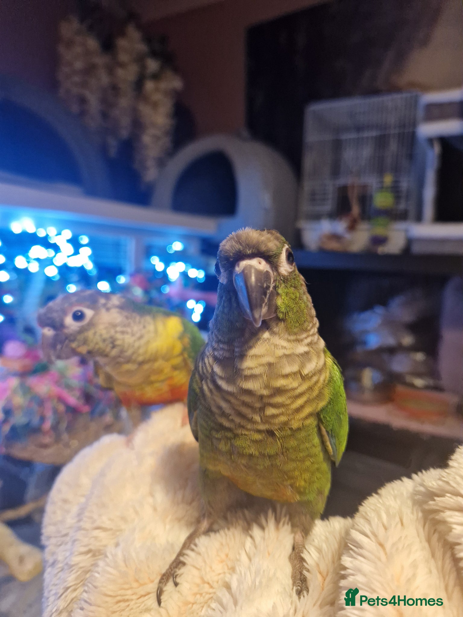 Conures birds 2 baby conures hand tame - Advert 8