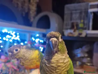 Conures birds 2 baby conures hand tame - Advert 8